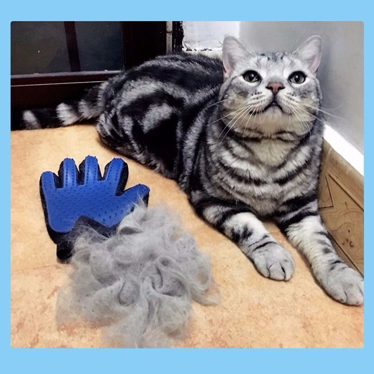 Gray tabby cat lying next to a blue silicone grooming glove and a pile of removed loose fur
