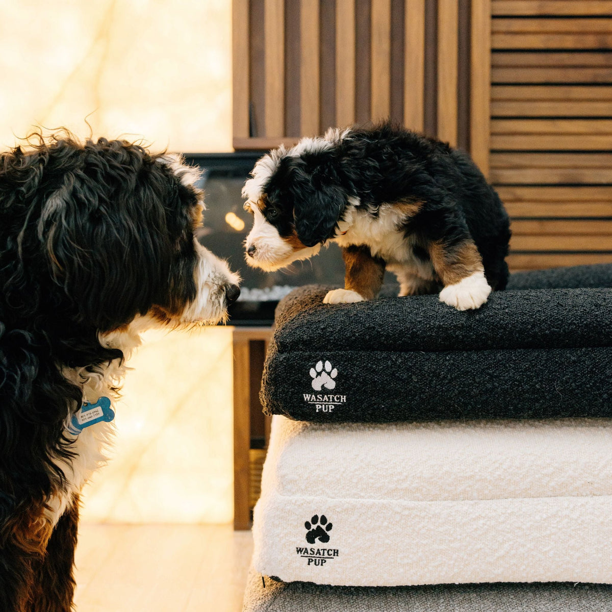 Wasatch Pup Memory Foam Orthopedic Dog Bed with Bolsters