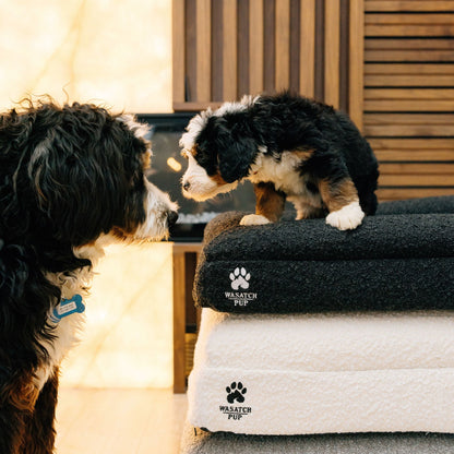 Wasatch Pup Memory Foam Orthopedic Dog Bed with Bolsters