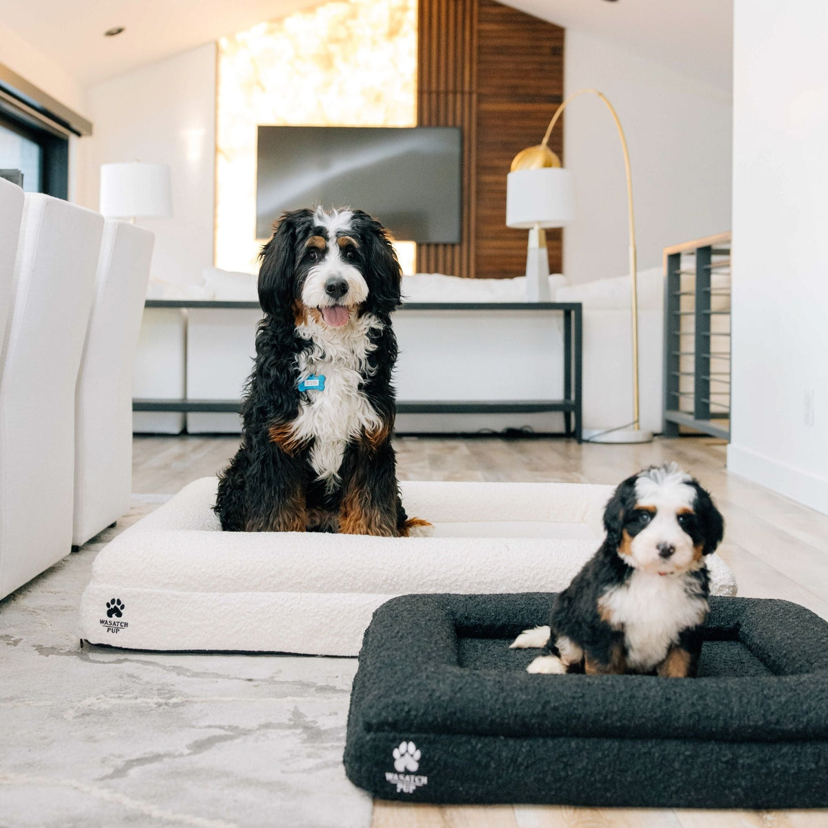 Wasatch Pup Memory Foam Orthopedic Dog Bed with Bolsters